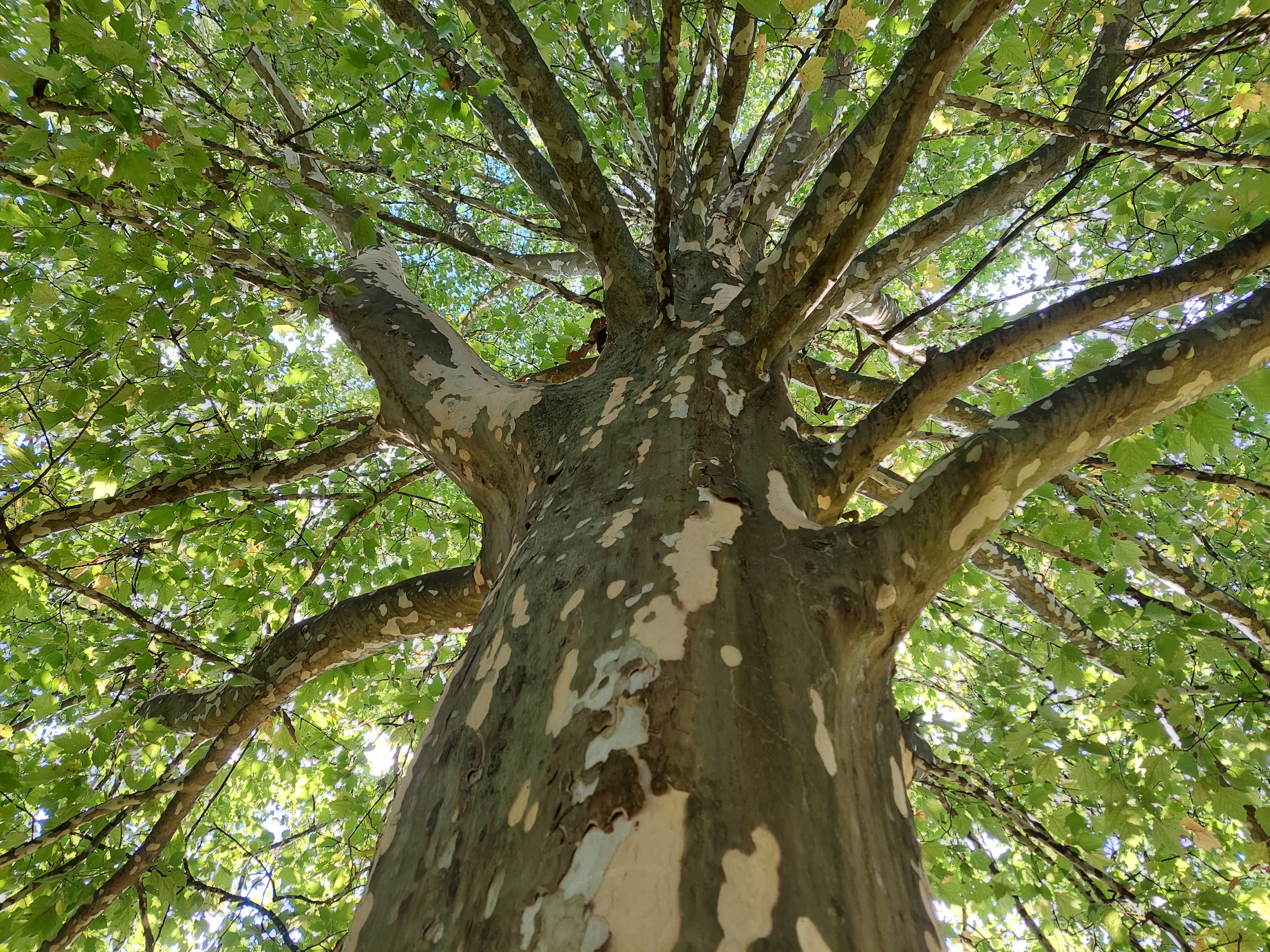 Fotografija krošnje drevesa platane